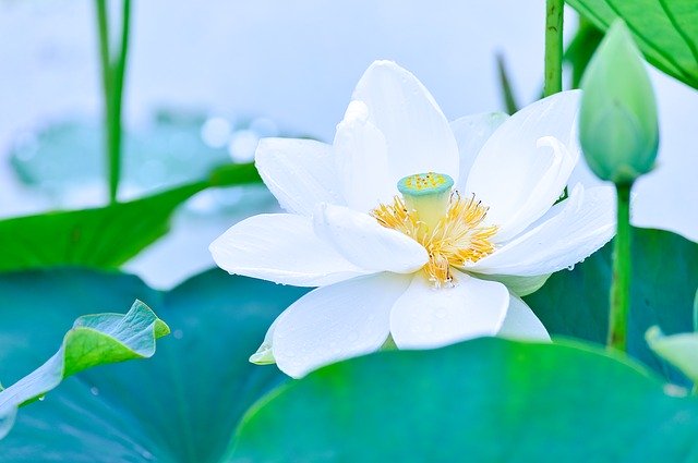 lotus, a symbol of spiritual unfoldment and growth